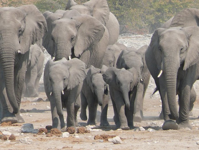 Afrika Familienurlaub - Elefanten am Wasserloch