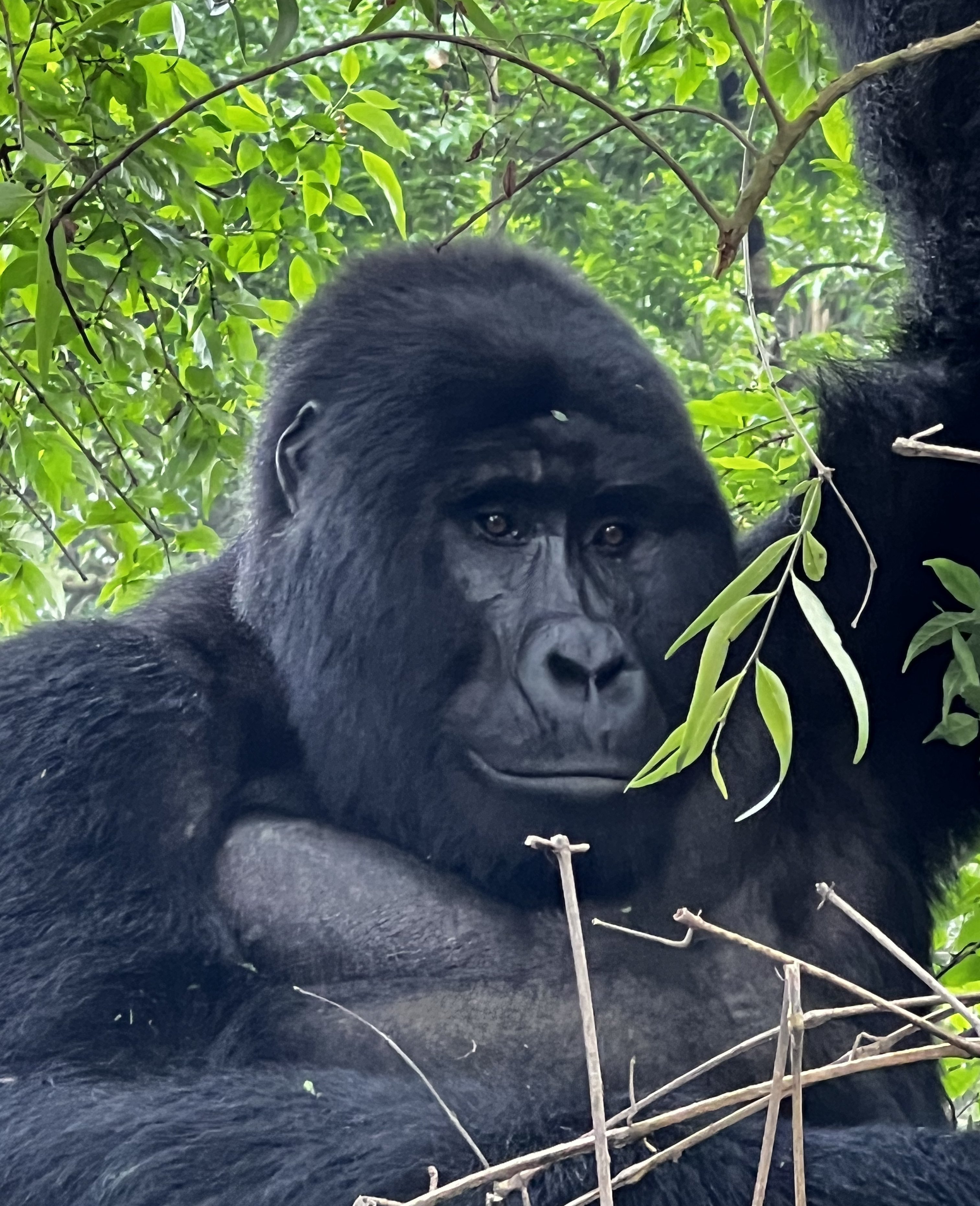 Aktivurlaub mit Kindern - Familien-Aktivurlaub - Tierbeobachtungen - Orang-Utan in Uganda
