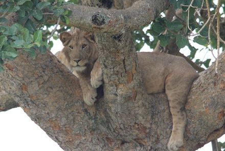 Uganda Individualreise - Uganda for family individuell - Löwen im Queen Elizabeth Nationalpark