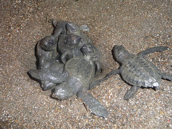 Tierbeobachtungen auf der Familienreise - Costa Rica mit Kindern - Baby-Meeresschildkröten