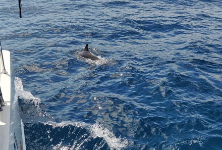 Madeira mit Kindern - Madeira for family - Katamaran-Ausflug Delfine