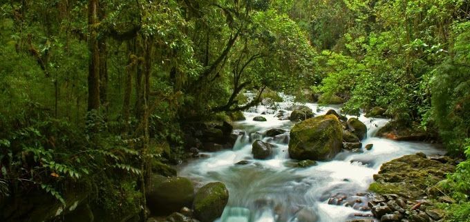 Familienreise Costa Rica - Gründe Costa Rica zu besuchen - Costa Rica mit Kindern - Regenwald