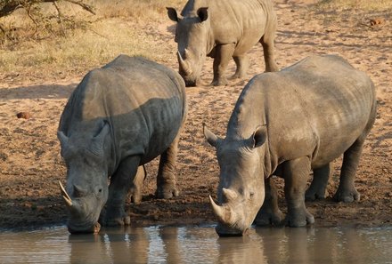 Familienurlaub Südafrika - Preisvorteilen bei Südafrika Familienreise - Nashörner beim trinken