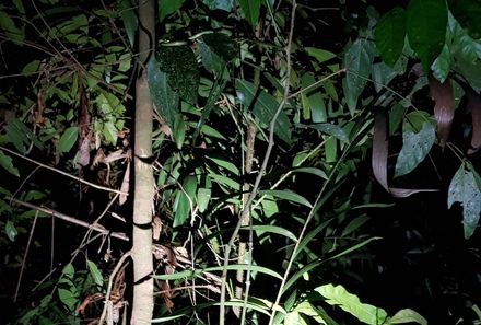 Malaysia mit Teenagern - Taman Negara Nationalpark Nachtwanderung Schlange