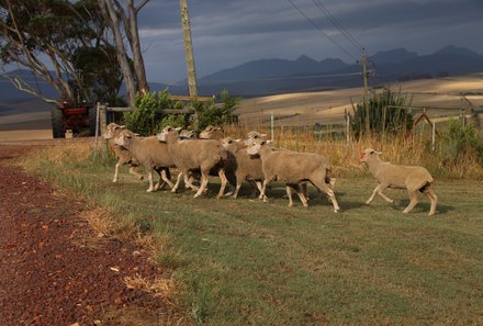 Garden Route mit Kindern - Reisebericht zu Südafrika Reisen mit Kindern - Schafe