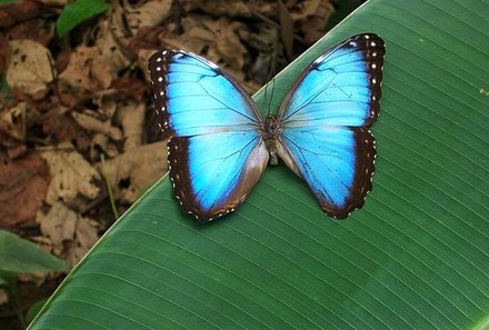 Familienreise Costa Rica - Costa Rica for family - blauer Schmetterling