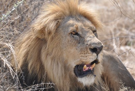 Namibia Familienreise - Löwen im Etosha Nationalpark