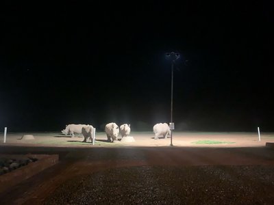 Namibia for family - Bewertung - Tiere in der Nacht Namibia for family - Bewertung - Tiere in der Nacht