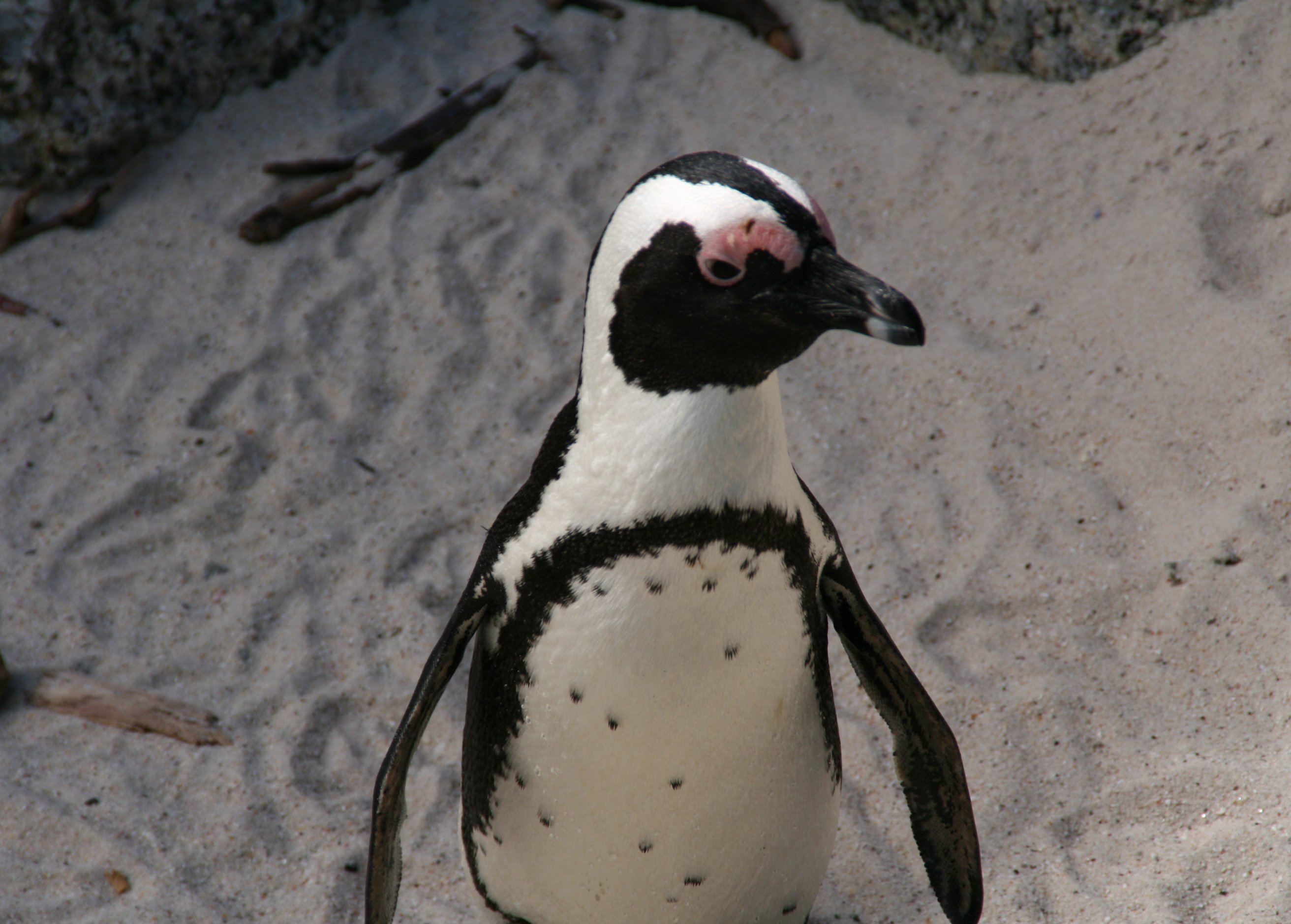 Südafrika Familienreise mit Jugendlichen - Pinguine