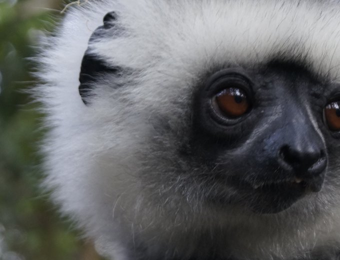 Madagaskar Familienreise - Lemur