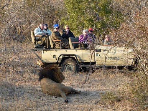 Südafrika Familienreise Safari Löwe