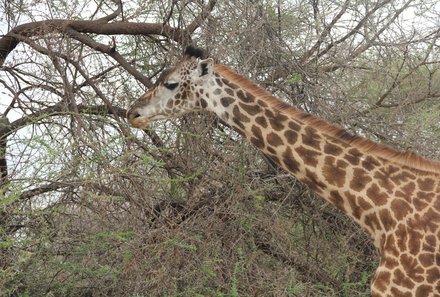 Tansania mit Kindern - Tansania Urlaub mit Kindern - Tansania Safari mit Kindern - Giraffe