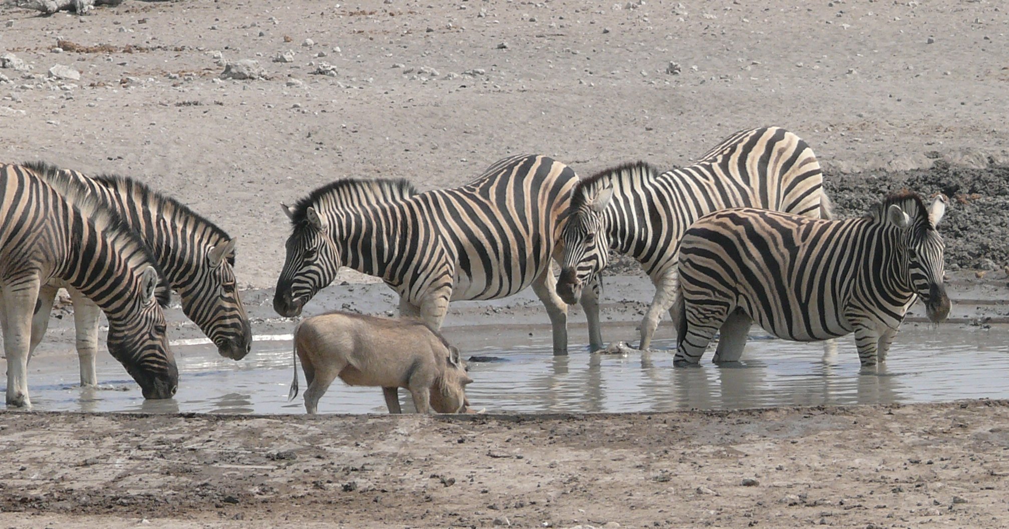 Namibia Familienreise - Namibia mit Kindern - Zebras am Wasserloch