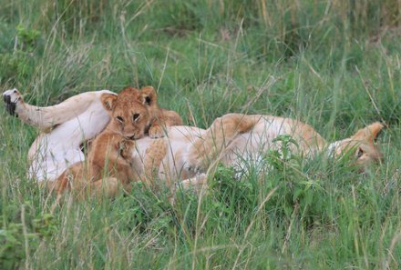Kenia Familienreise - Kenia for family individuell - Massai Mara - Löwen Mutter und Babys