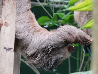 Faultier hängt entspannt verkehrt herum an einem Ast – Costa Rica Reise mit Kindern
