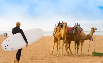 Ein Surfer in einem schwarzen Anzug trägt ein Surfbrett und geht an Kamelen vorbei, die am Strand stehen.