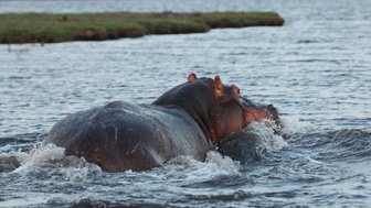 Ein Flusspferd schwimmt durch ruhiges Wasser, während sanfte Wellen um seinen Körper spritzen und die Umgebung grün ist.