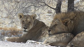 Zwei Löwen liegen entspannt im Schatten eines Baumes - Namibia mit Kindern