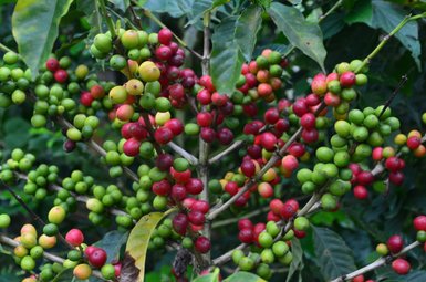 Eine Kaffeepflanze mit leuchtend roten und grünen Kaffeekirschen, die an den Zweigen wachsen, umgeben von üppigem Grün.