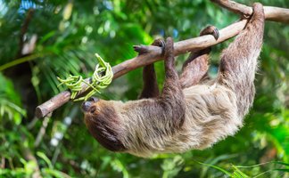 Faultier ruht gemütlich in den Ästen des Regenwalds – Costa Rica Reise mit Kindern