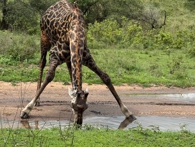 Giraffe beim Trinken an einem Wasserloch im Serengeti-Nationalpark – Tansania Reise mit Kindern