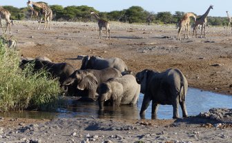 Mehrere Elefanten und Giraffen stehen an einem Wasserloch - Namibia Familienurlaub