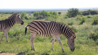 Zwei Zebras stehen in einer grünen Landschaft im Addo Nationalpark – Garden Route mit Kindern