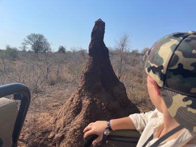 Ein hoher Termitenhügel ragt aus der Savannenlandschaft im Makutsi Game Reserve – Südafrika Familienreise