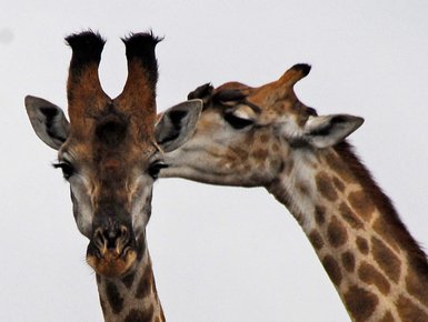 Zwei neugierige Giraffenköpfe aus nächster Nähe vor hellem Himmel – Südafrika Reise mit Kindern