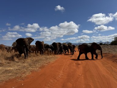 Eine Gruppe von Elefanten durchquert einen staubigen Weg in der Tsavo Ost Nationalparklandschaft unter einem blauen Himmel.