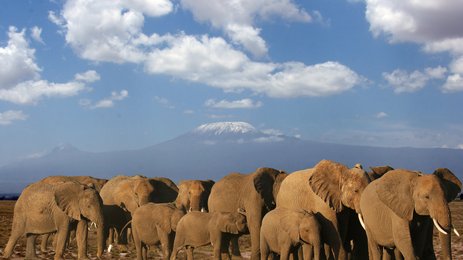 Eine Gruppe von Elefanten steht majestätisch vor dem schneebedeckten Kilimandscharo unter einem strahlend blauen Himmel.