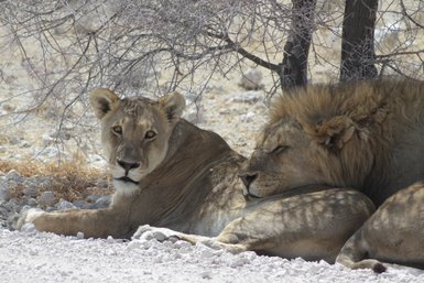 Zwei Löwen liegen entspannt im Schatten eines Baumes - Namibia mit Kindern