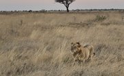 Löwenentdeckung auf Safari - Kenia for family individuell - Kenia mit Kindern
