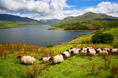 Eine Herde von Schafen grast friedlich auf einer grünen Wiese am Killary Harbour, umgeben von sanften Hügeln und Bergen.