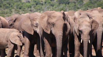 Große Elefantenherde aus nächster Nähe im Addo Nationalpark – Garden Route mit Kindern