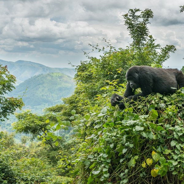 Ein Gorilla sitzt entspannt auf einem Hügel, umgeben von üppigem Grün und Blick auf die bewaldeten Berge im Hintergrund.