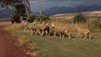 Herde Schafe auf der Skeiding Farm – Garden Route Reise mit Kindern