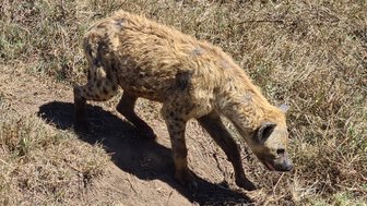 Hyäne streift durch das trockene Gras – Tansania mit Kindern