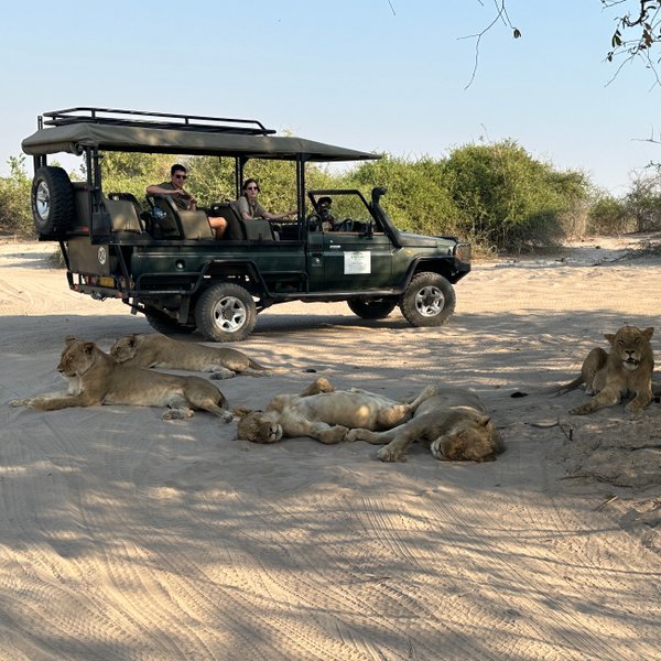 Ein Jeep-Safari-Fahrzeug steht auf sandigem Boden, während mehrere Löwen entspannt in der Nähe liegen.