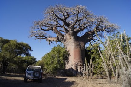 Ein großer, kahler Baobab-Baum steht majestätisch neben einem weißen Jeep auf einem sandigen Weg in der Natur.