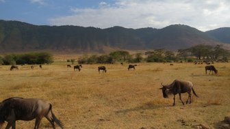 Grasen der Gnus am Rand des Ngorongoro-Kraters – Tansania Reise mit Kindern