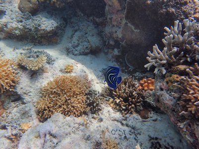 Faszinierende Unterwasserlandschaft Gili Meno – Bali mit Kindern