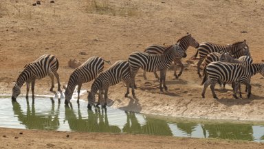 Eine Gruppe von Zebras trinkt an einem Wasserloch in der trockenen Savanne, während die Sonne auf die Landschaft scheint.