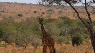Eine Giraffe steht majestätisch in einer trockenen Savanne, umgeben von niedrigen Bäumen und goldenem Gras.