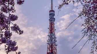Der Tokyo Tower ragt majestätisch in den Himmel, umgeben von blühenden Kirschblüten und einem sanften, pastellfarbenen Himmel.