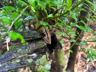 Frosch sitzt im Dschungel des Khao Sok Nationalparks - Thailand mit Kindern