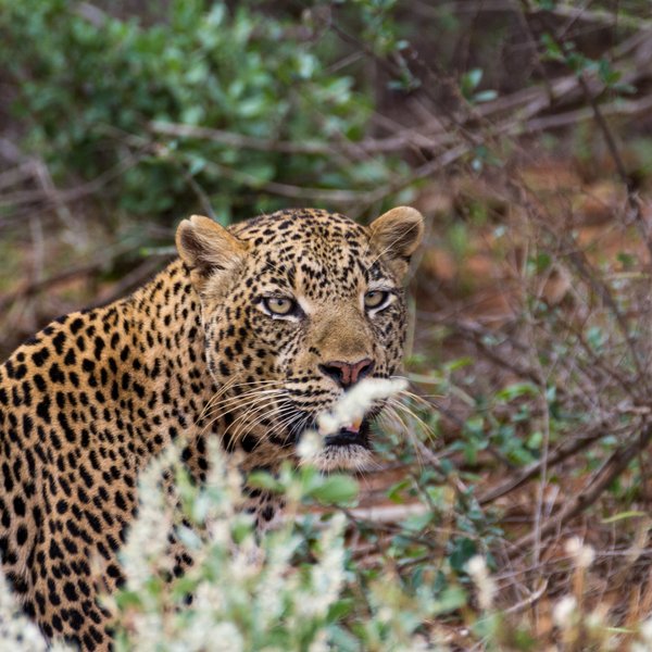 Ein Leopard mit auffälligem Fellmuster sitzt zwischen grünen Sträuchern und beobachtet seine Umgebung aufmerksam.