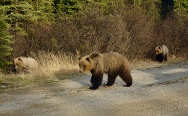 Eine Familie von Bären wandert entlang eines Schotterwegs, umgeben von hohem Gras und dichten Büschen im Hintergrund.