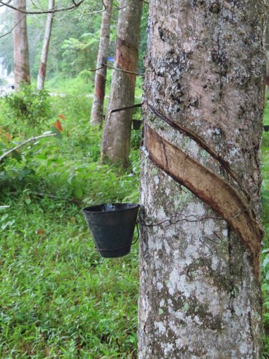 Ein Kautschukbaum inmitten der tropischen Vegetation bei Malakka – Malaysia & Borneo Reise mit Kindern