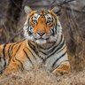 Ein majestätischer Tiger liegt entspannt im hohen Gras, seine markanten Streifen und intensiven Augen stechen hervor.